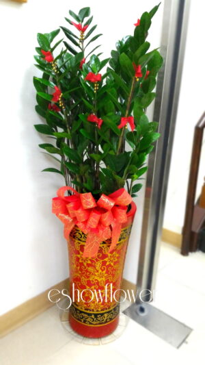 編號:EH0004----金錢樹盆景