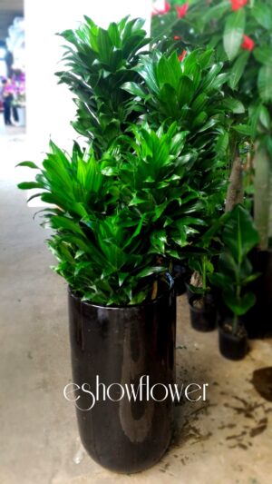 編號:EH0021----招牌阿波羅