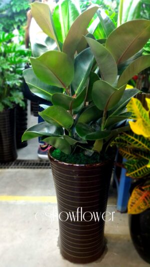 編號:EH0022----黑金剛(印度橡樹)