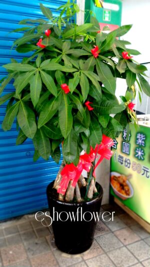 編號:EH0001----招財樹盆景