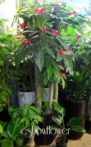 編號:EH0017----發財樹 盆栽