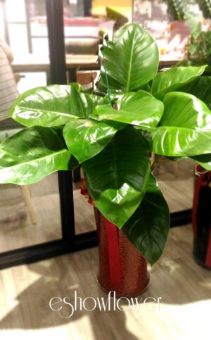 編號:EH0015----綠寶石