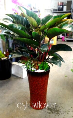 編號:EH0058----紅寶石