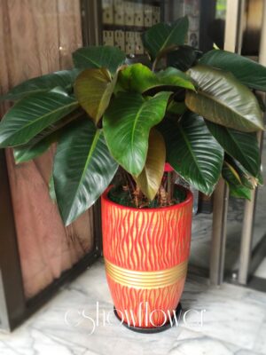 編號:EH0025----紅寶石高陞盆景