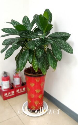 編號:EH0013----孔雀竹芋盆景