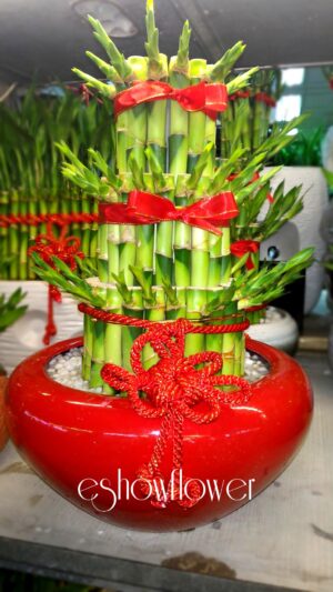 編號:F0011----旺財開運竹(大) 26*26*48cm周年價