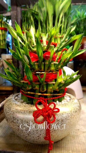 編號:F0012----開運竹(小)20*20*25cm