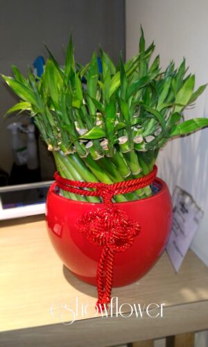 編號:F0006----開運竹(小)20*20*25cm