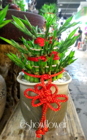 編號:F0007----開運竹(小)20*20*25cm