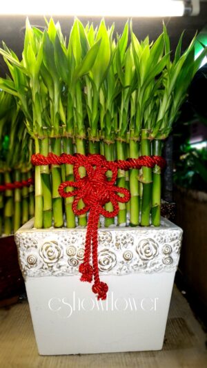 編號:F0013----白雕花盆開運竹 25*15*40cm