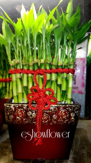 編號:F0014----紅雕花盆開運竹25*15*40cm