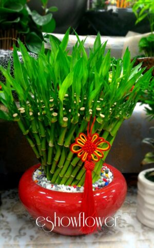 編號:F0008----開運竹