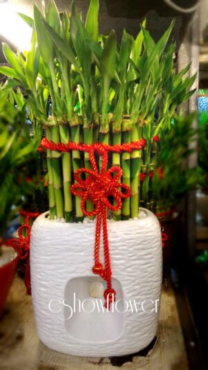 編號:F0015----高陞開運竹