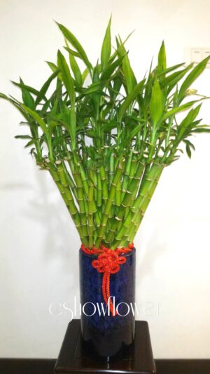 編號:F0016----開運竹