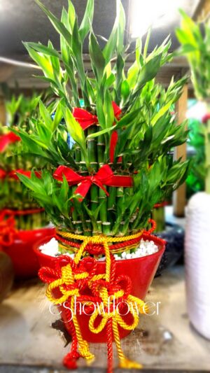 編號:F0018----開喜開運竹