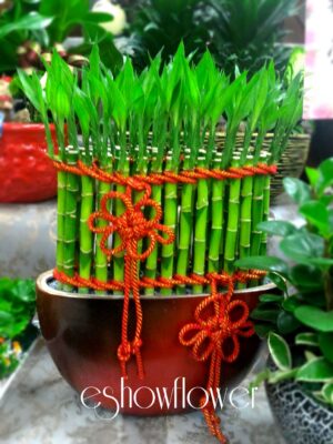 編號:F0004----紅屏風開運竹15*40*60