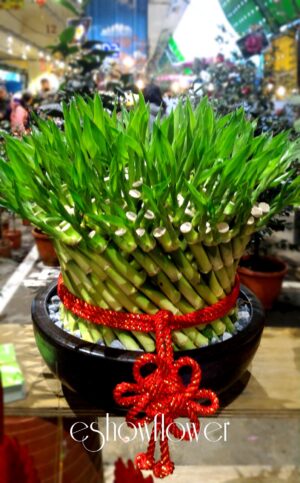 編號:F0010----開運竹