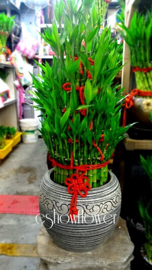 編號:F0020----皇家開運竹