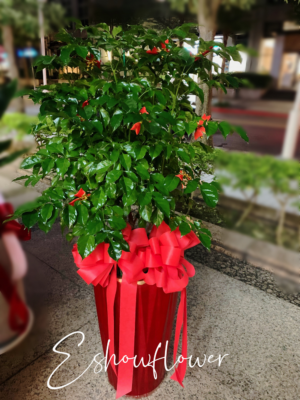 編號:EH0007----皇家旺旺樹