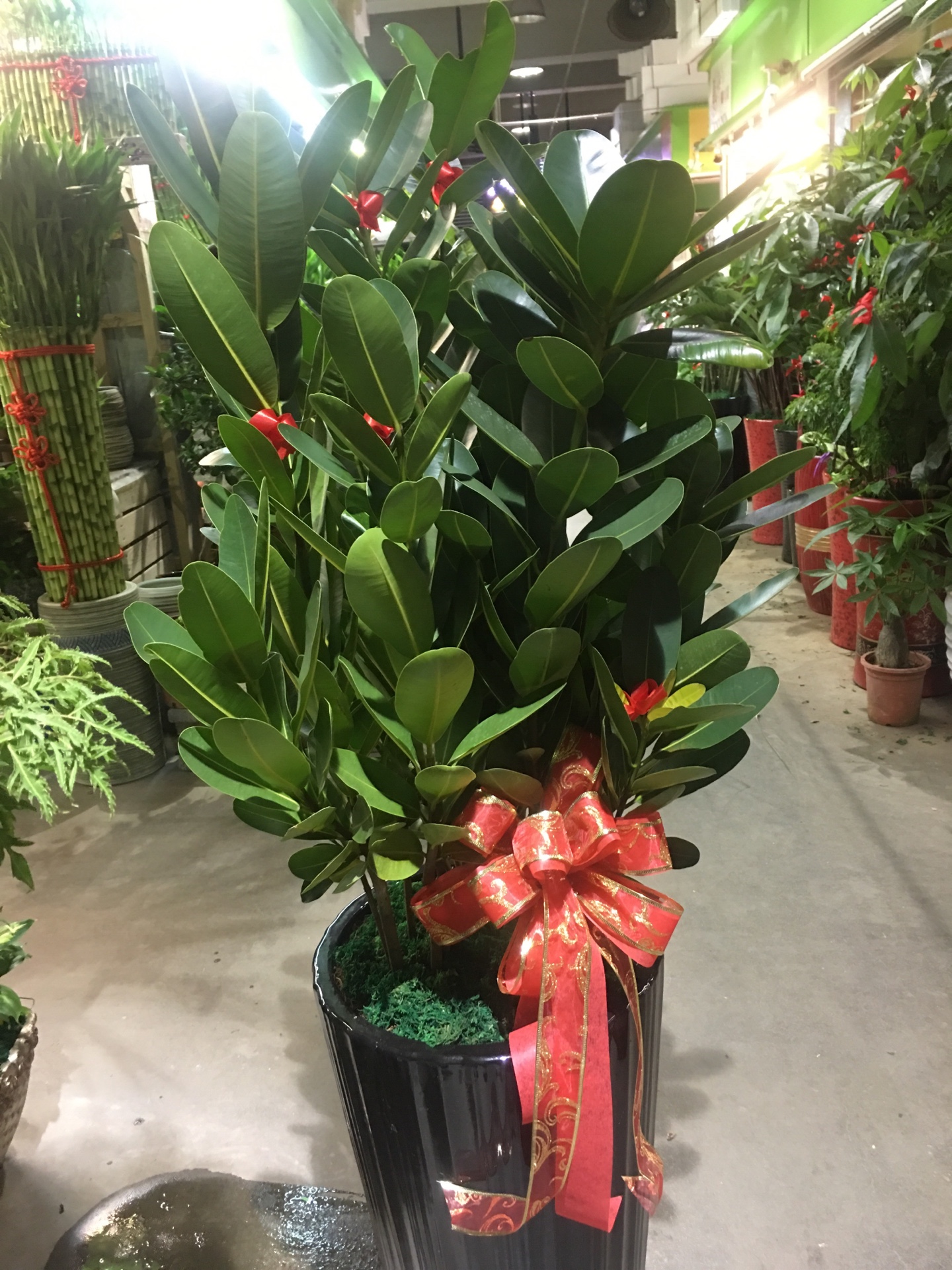 編號:EH0029----小福木盆景招財盆景