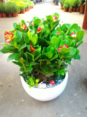 編號:E0016----祝賀盆景簽名木