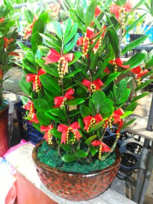 編號:E0018----祝賀盆景金錢樹 27*27*70