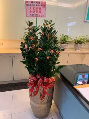 編號:EH0016----氣勢高陞金錢樹盆景