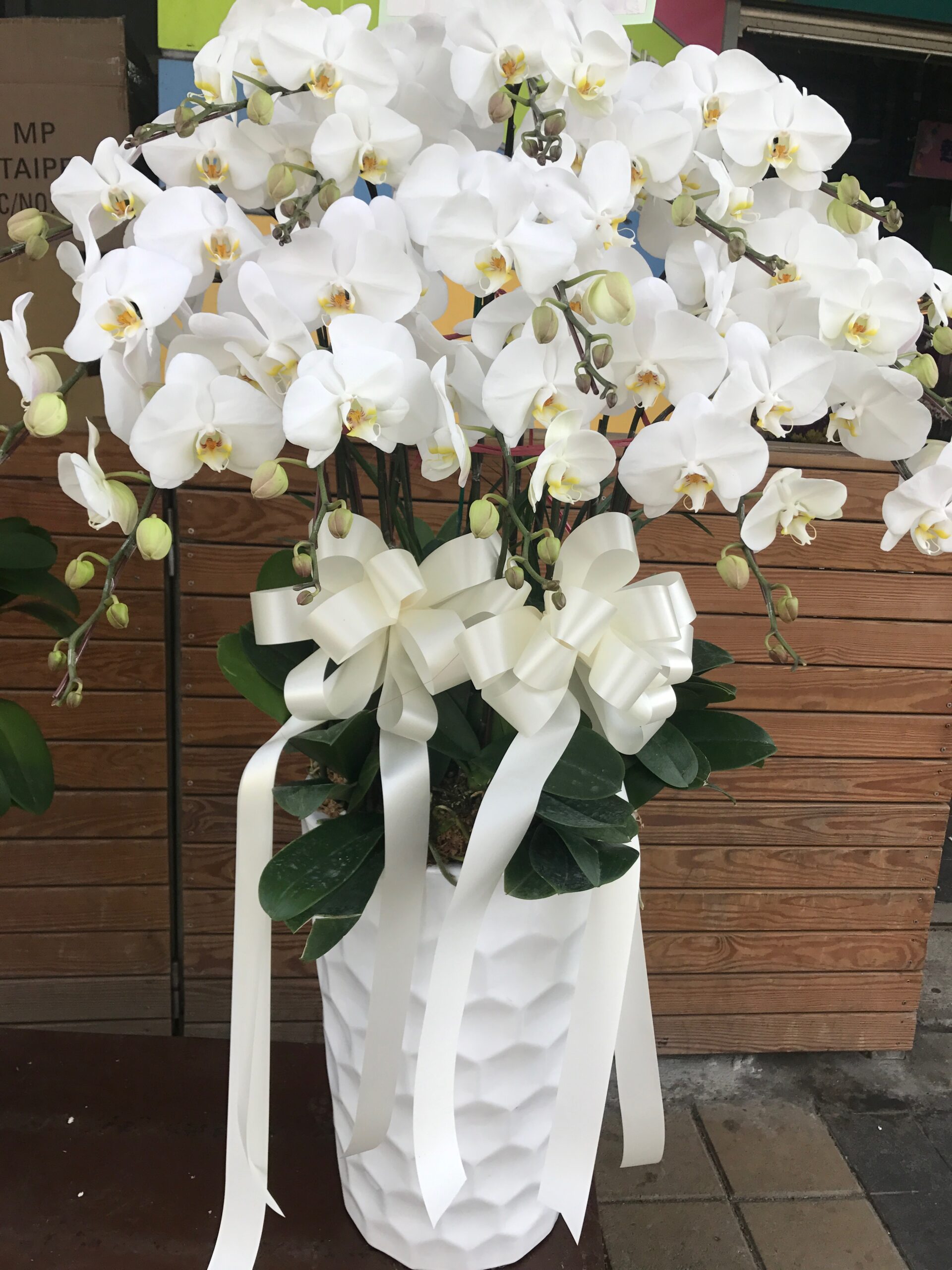 編號:D0002----白雪高貴蘭花(白盆)