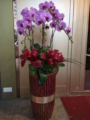 編號:D0025----紅紅小甜心高盆蘭花